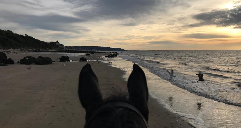 promenade a cheval sur la plage centre équestre blonville deauville horseback tour on the beach loisirs enfants