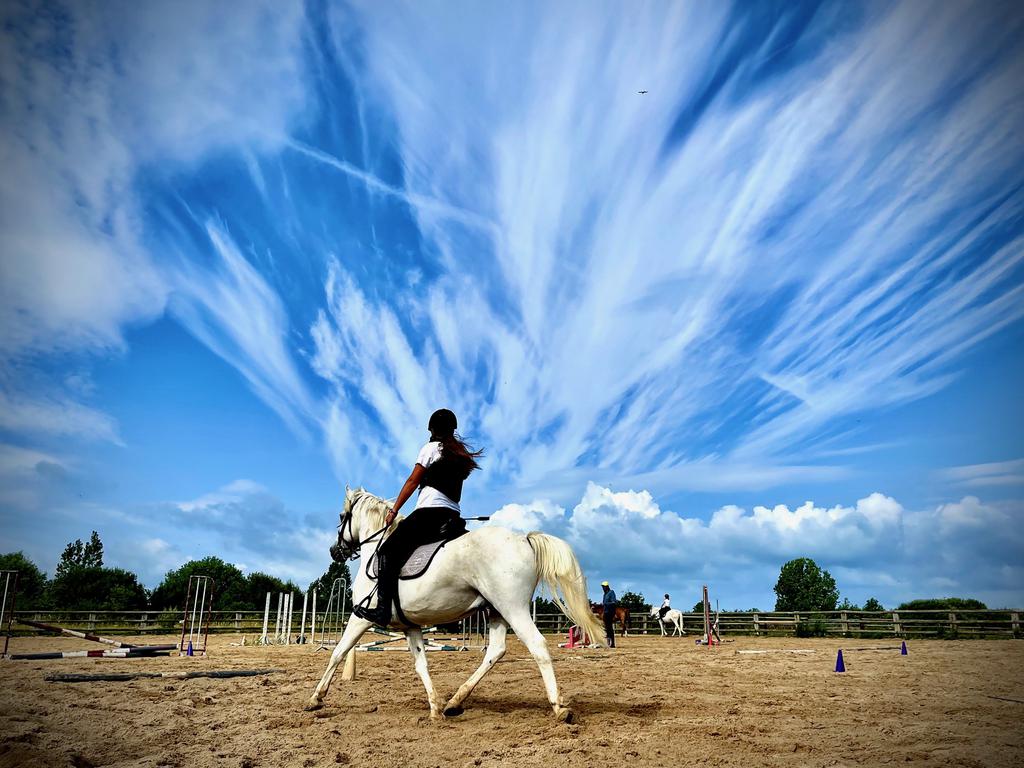cours d'equitation horse lesson