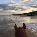 horseback tour on the beach deauville PLAGE A CHEVAL BLONVILLE deauville trouville villers
