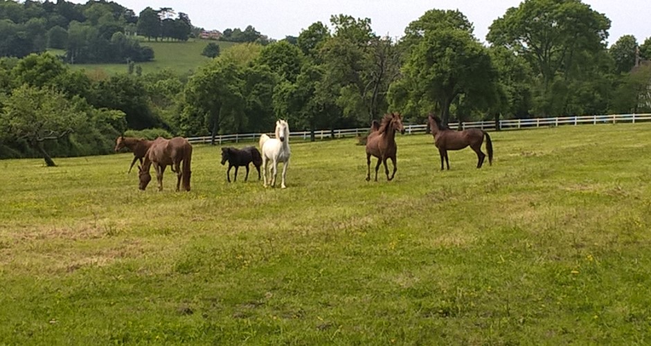 poneys et chevaux du centre équestre de Blonville sur mer loisirs