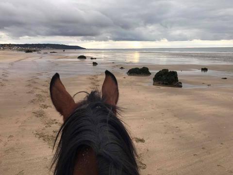 PLAGE A CHEVAL BLONVILLE